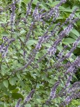 Basilic du Kenya 'Magic Mountain'