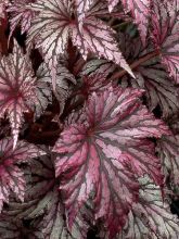 Bégonia 'Garden Angel Silver'