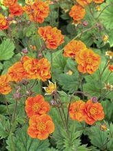 Benoîte, Geum coccineum Werner Arends