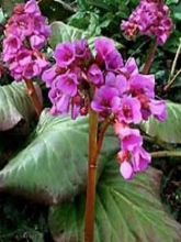 Bergenia Hybride Abendglut