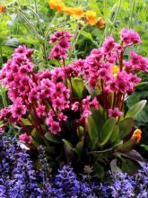 Bergenia Flirt - Plante des savetiers