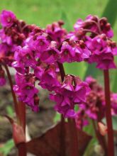 Bergenia Ouvertüre