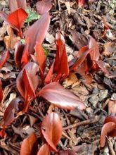 Bergenia Wintermarchen - Bergénie