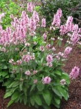 Stachys officinalis Pink Cotton Candy - Bétoine officinale