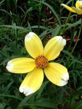 Bidens aurea Halney s Lemon Drop