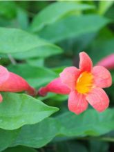 Campsis capreolata Tangerine Beauty - Bignone à vrilles