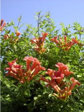 Bignone, Trompette de Virginie Atropurpurea - Campsis radicans