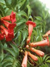 Campsis radicans Flamenco - Bignone de Virginie