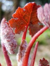 Bocconie Spetchley Ruby - Macleaya microcarpa