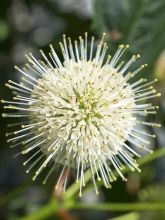 Cephalanthus occidentalis Sugar Shack - Bois-bouton nain.