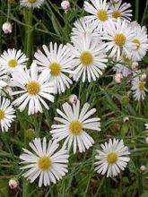 Boltonie, faux aster - Boltonia astroides