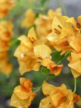 Bougainvillée spectabilis Jaune