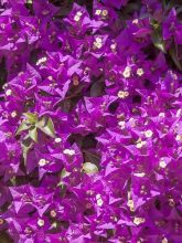 Bougainvillée 'Violet de mèze'