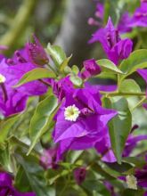 Bougainvilliée glabre 'Sanderiana'