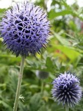 Boule azurée 'Blue Globe'