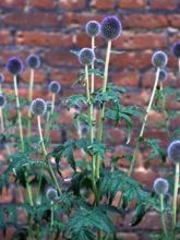 Boule azurée, Chardon boule 'Veitch's Blue'