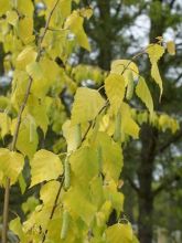 Bouleau commun 'Golden Cloud'