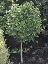 Betula pendula Magical Globe - Bouleau commun