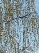Betula pendula Tristis - Bouleau pleureur