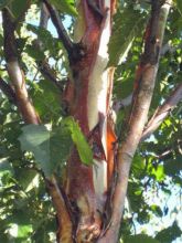 Bouleau - Betula albosinensis Fascination.