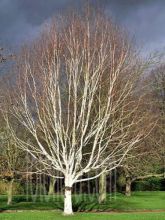 Bouleau de l'Himalaya - Betula utilis jacquemontii