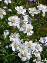 Achillea ptarmica Weihenstephan - Bouton d'argent