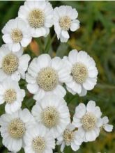 Achillea ptarmica Xana - Bouton d'argent