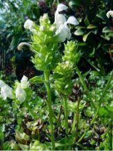 Prunella grandiflora White Loveliness - Brunelle à grandes fleurs blanches.