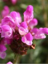 Prunella grandiflora Loveliness - Brunelle à grandes fleurs