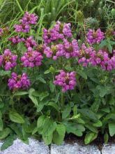 Prunella grandiflora Bella Deep Rose - Brunelle à grandes fleurs