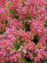 Bruyère d'été - Calluna vulgaris Wickwar Flame