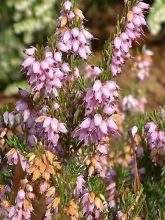 Erica darleyensis Furzey - Bruyère de Darley rose