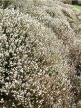 Bruyère des neiges 'Silberschmelze'