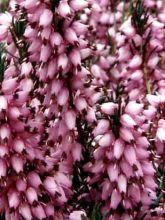 Erica x darleyensis Spring Surprise, bruyère