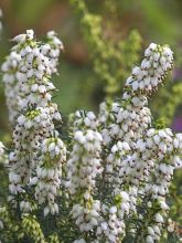 Erica x darleyensis Winter Belles Katia, bruyère d'hiver