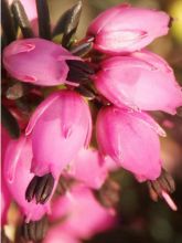 Bruyère des neiges 'Winter Belles® 'lucie' '