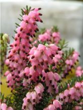 Erica x darleyensis Winter Belles Phoebe, bruyère d'hiver