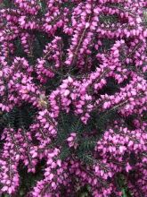 Erica x darleyensis Red Spring Surprise - Bruyère d'hiver