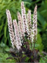 Bugbane ramosa 'Pink Spike'