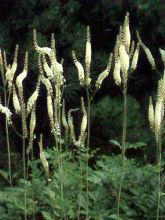 Cierge d'argent, Cimicifuga, Actaea matsumurae White Pearl