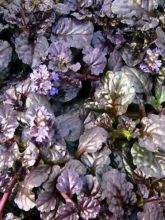 Bugle rampant 'Black Scallop'