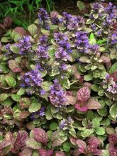 Bugle rampante - Ajuga reptans Burgundy Glow