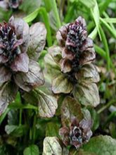 Bugle rampant 'Catlin's Giant'