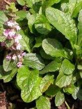 Bugle rampante - Ajuga reptans Purple Torch