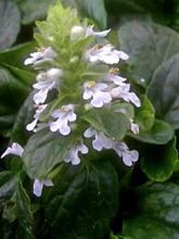 Ajuga reptans Sanne - Bugle rampant