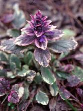 Bugle rampante panachée - Ajuga reptans Variegata