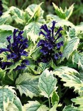 Bugle incisé - Ajuga incisa Frosted Jade