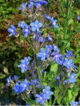 Anchusa azurea Dropmore - Buglosse d'Italie