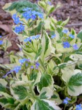 Brunnera macrophylla Dawson s White, Myosotis du Caucase