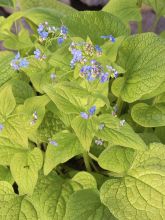 Brunnera macrophylla Diane's Gold - Myosotis du Caucase